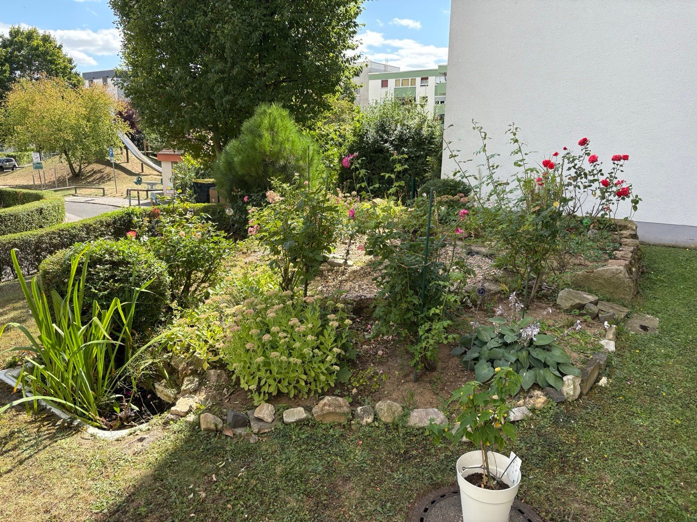 Gepflegtes Rosen- und Staudenbeet